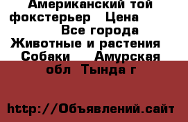 Американский той фокстерьер › Цена ­ 25 000 - Все города Животные и растения » Собаки   . Амурская обл.,Тында г.